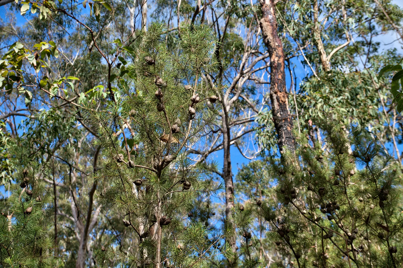 Silky Hakea (Hakea sericea)