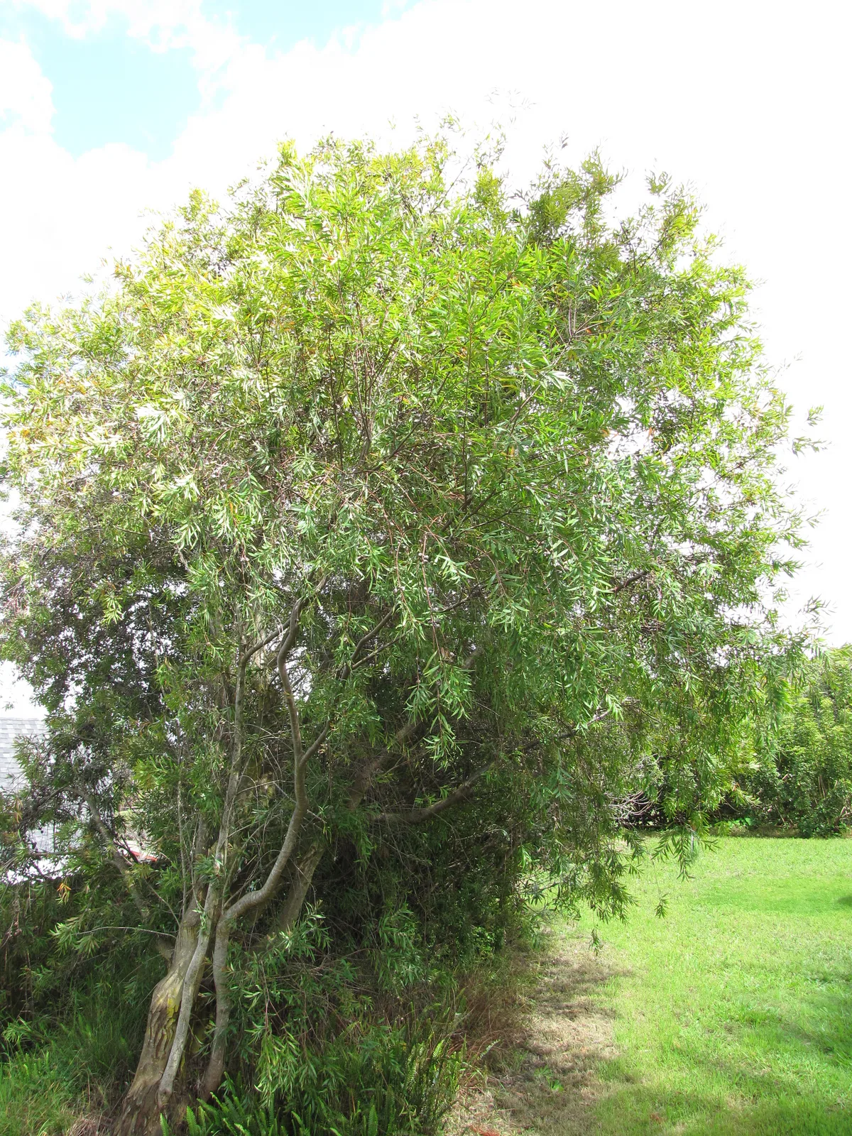 Willow-leaved Hakea