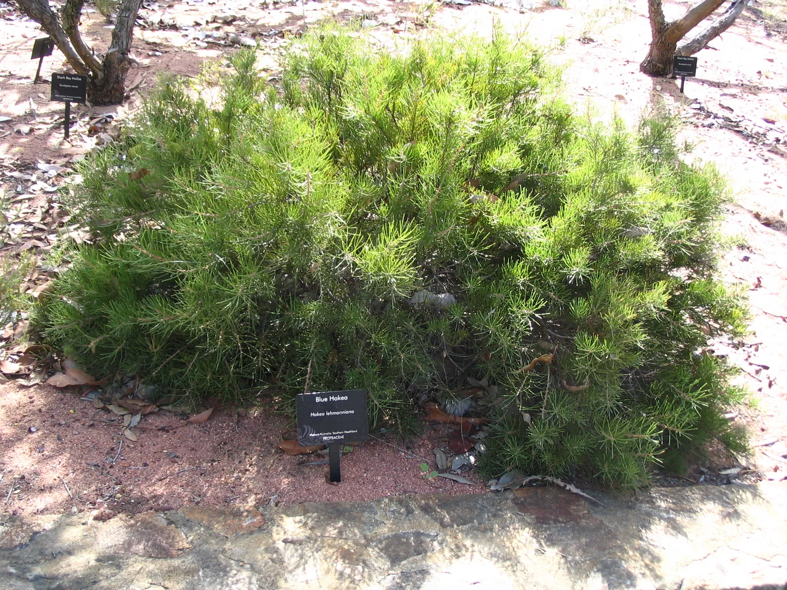 Blue Hakea (Hakea lehmanniana)