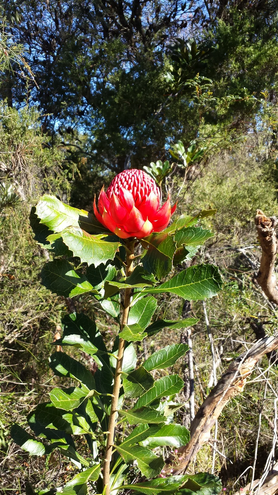 Waratah (Telopea speciosissima)