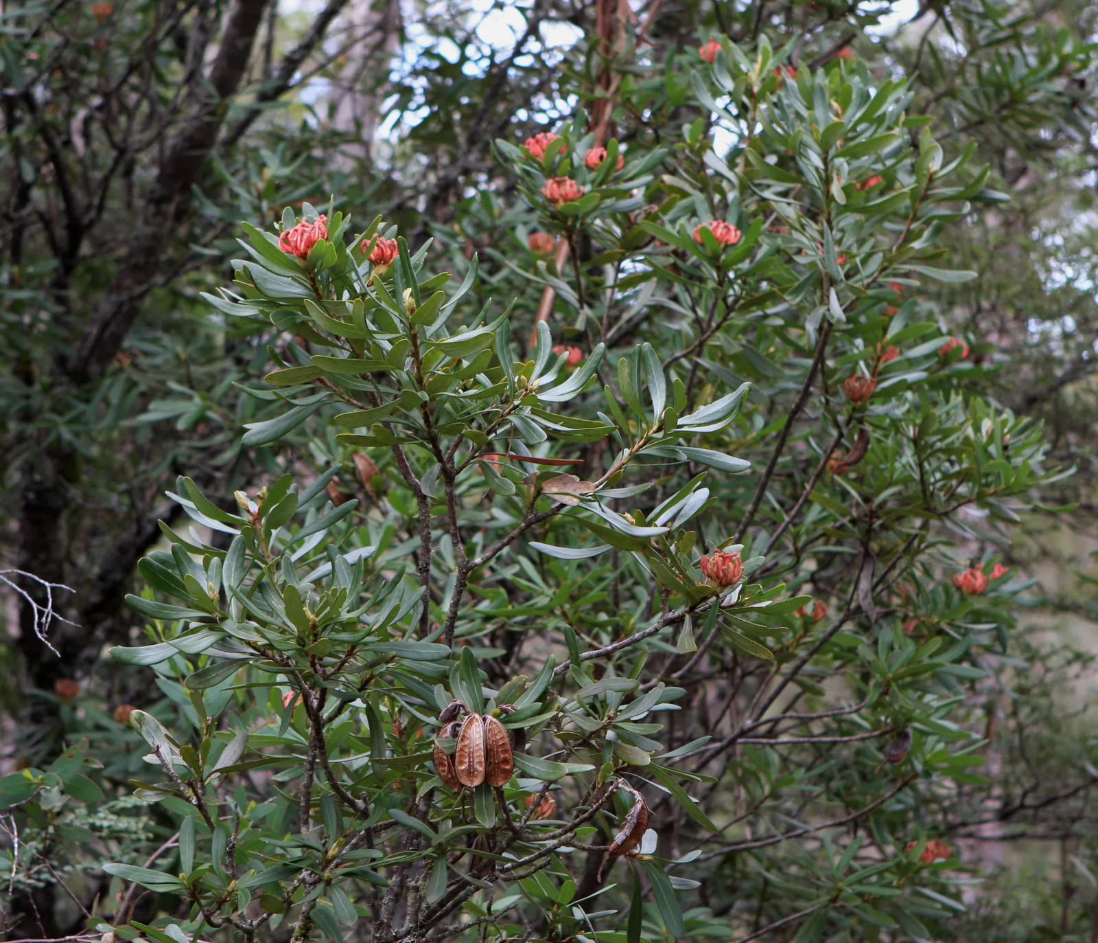 Tasmanian Waratah (Telopea truncata)