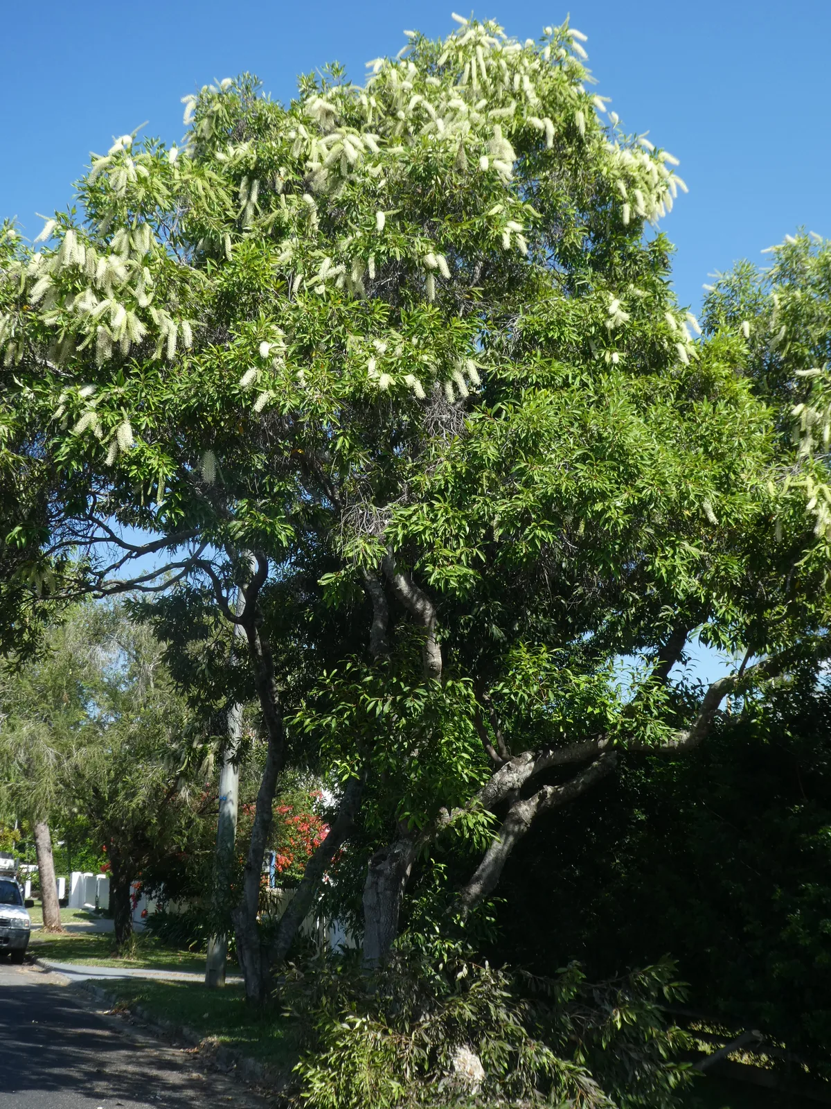 Ivory Curl Tree