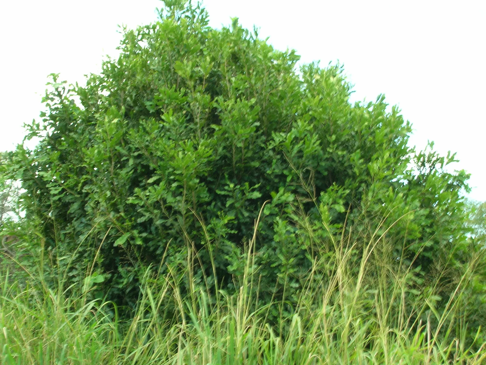 Macadamia (Macadamia integrifolia)