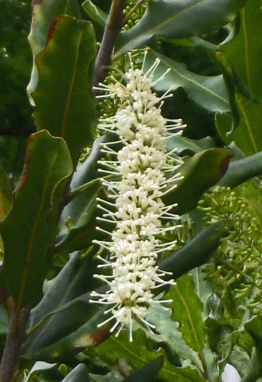 Queensland Nut