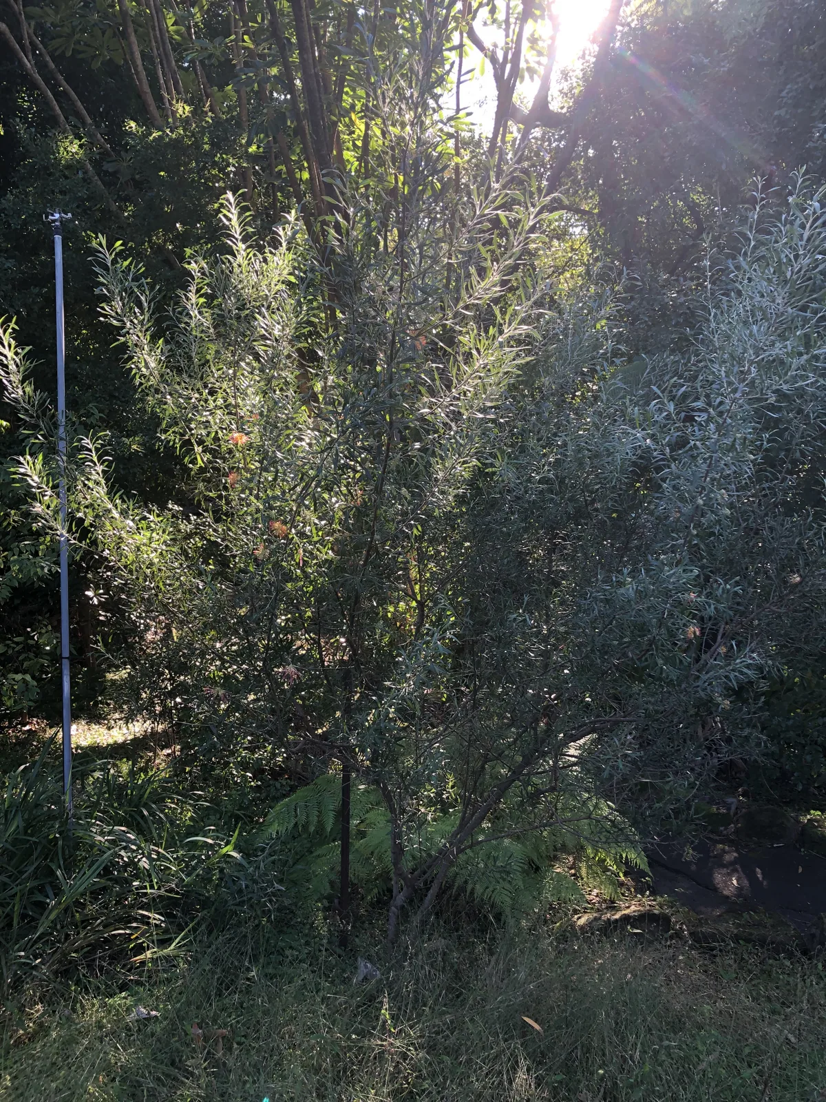 Red Silky Oak