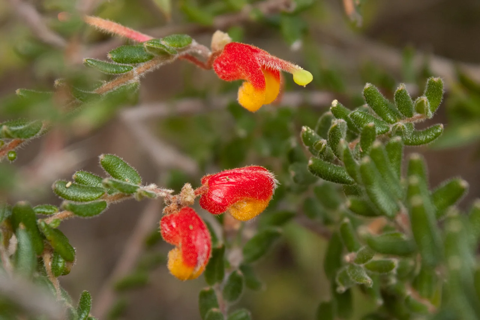 Mountain Grevillea