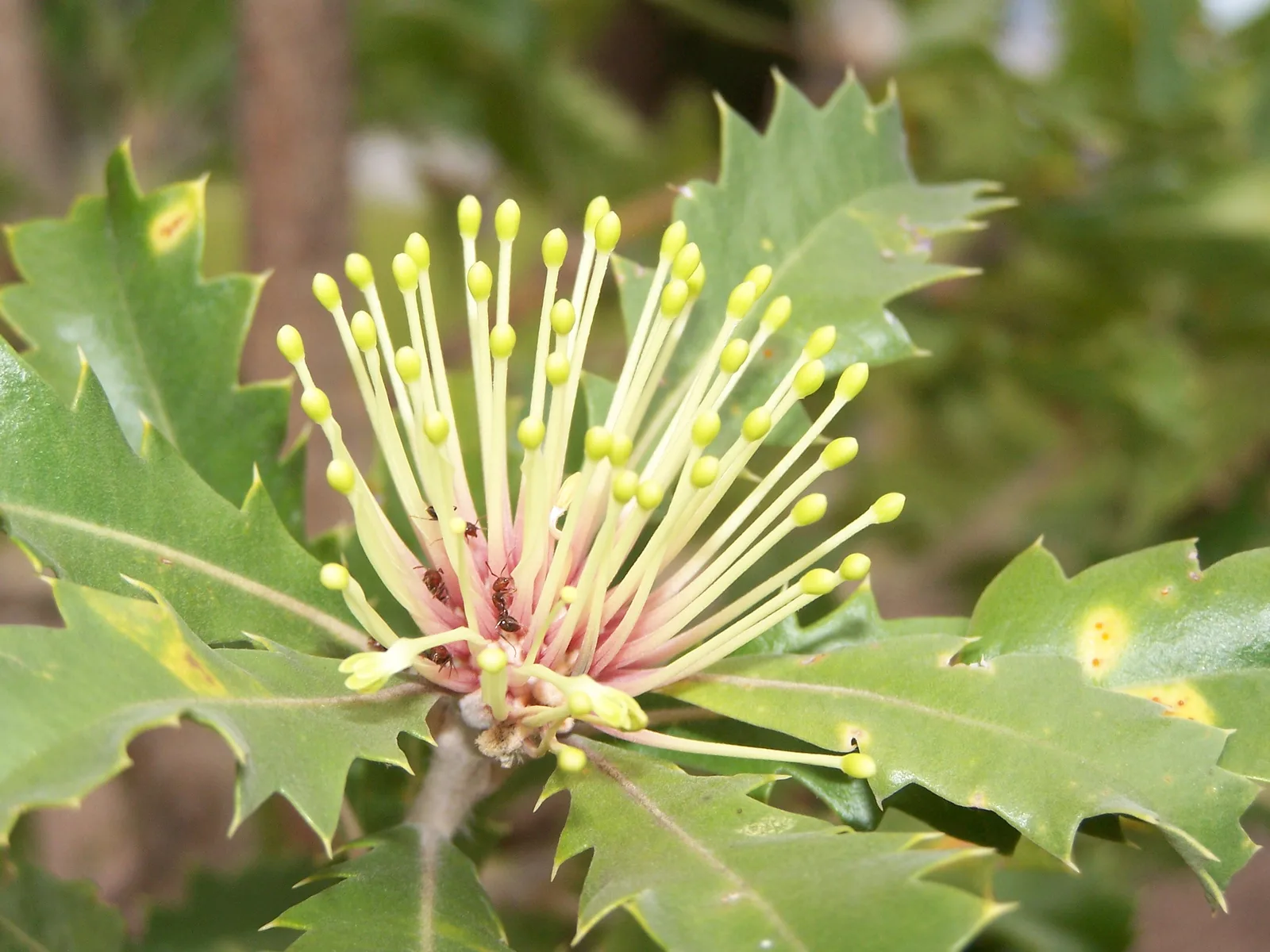 Holly-leaf Banksia