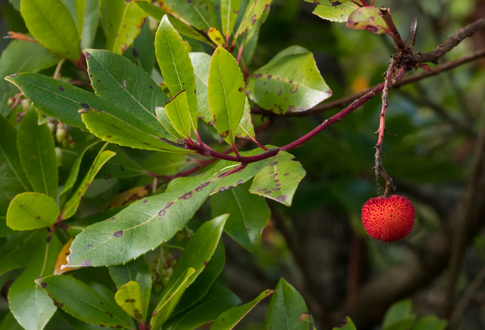 Strawberry Tree