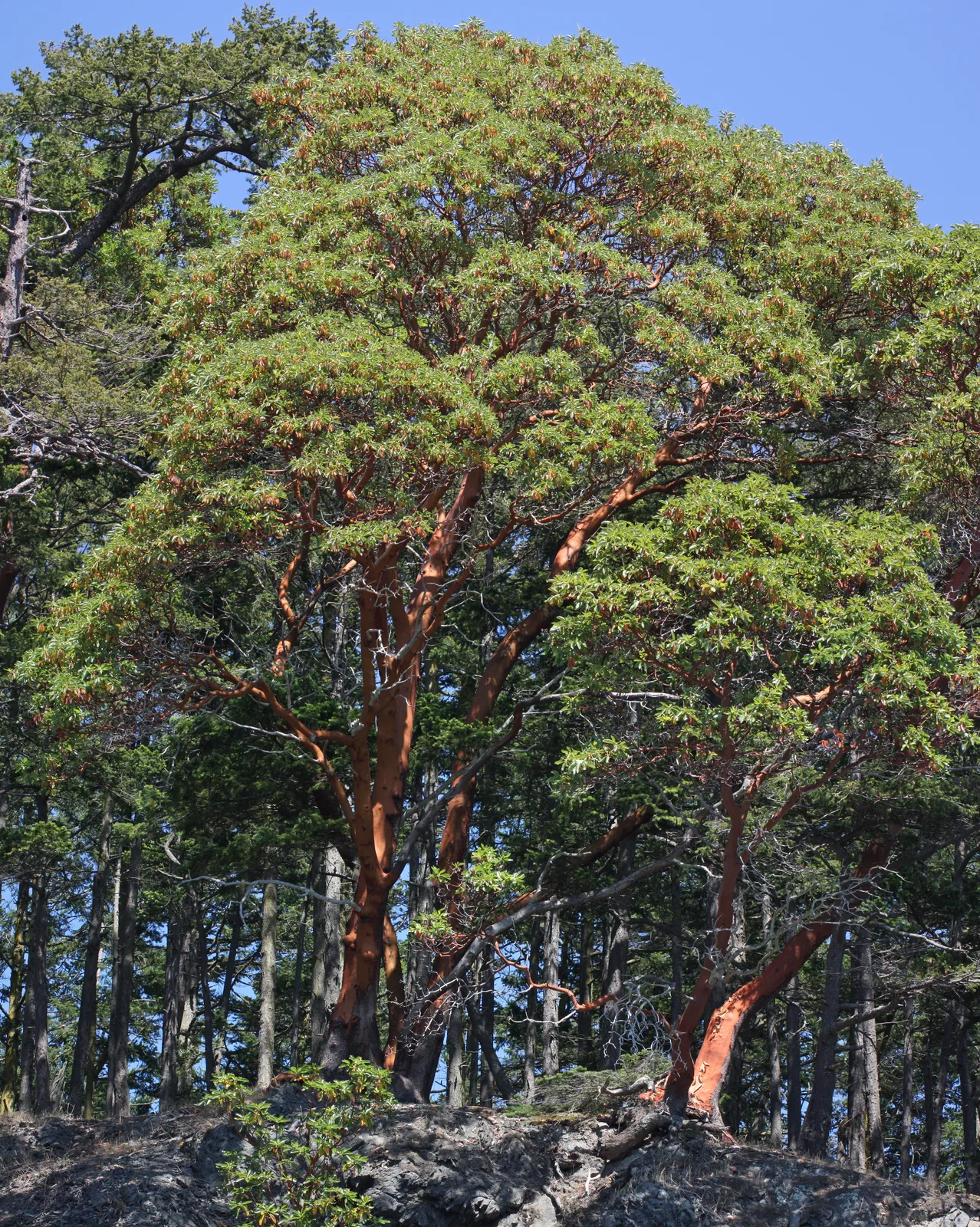 Pacific Madrone