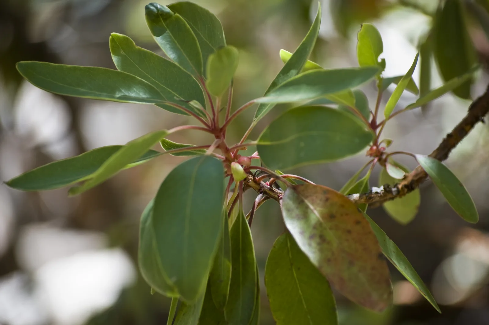 Arizona Madrone (Arbutus arizonica)