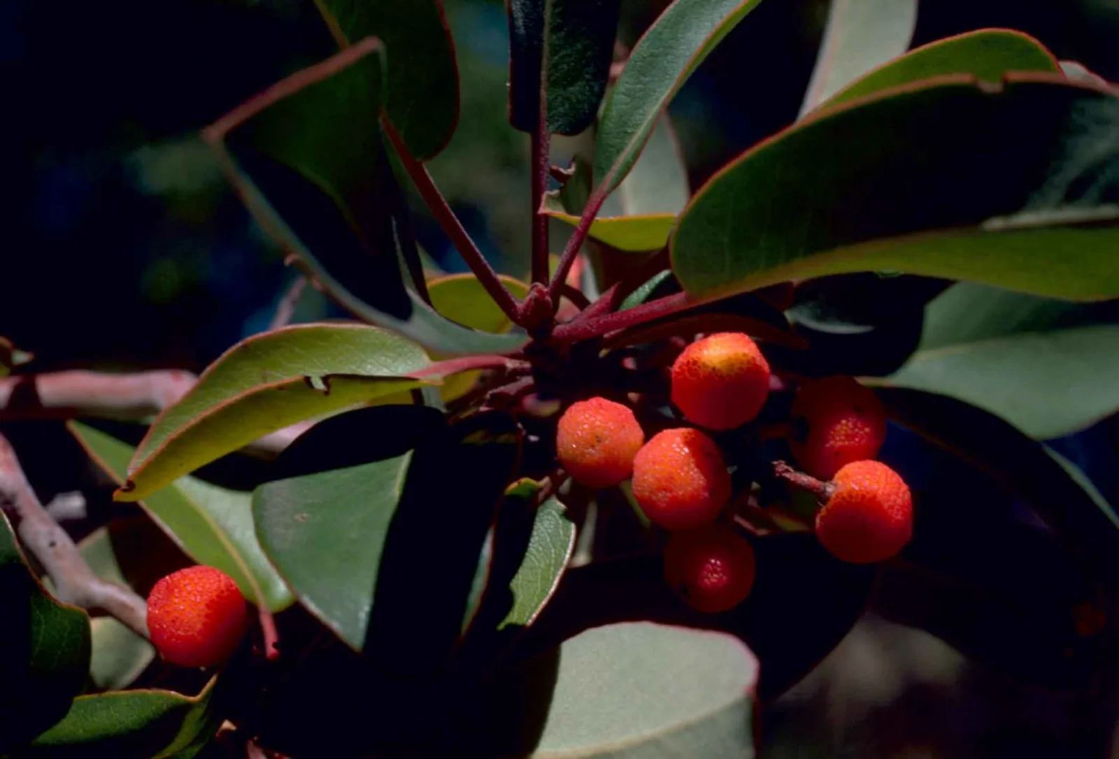 Texas Madrone (Arbutus xalapensis)