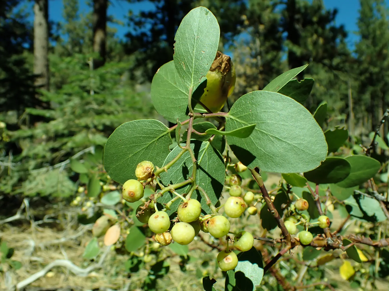 Greenleaf Manzanita