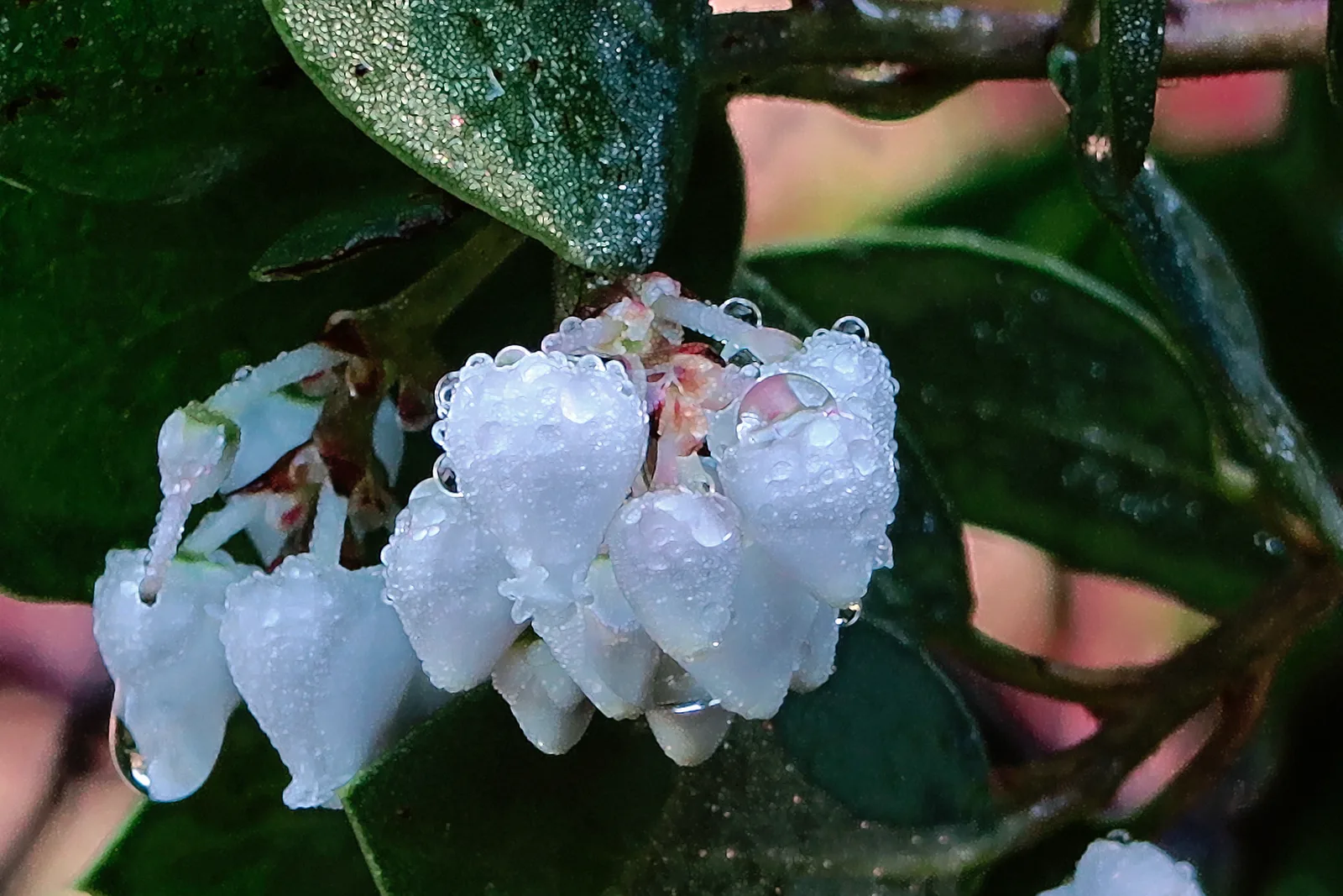 Common Manzanita