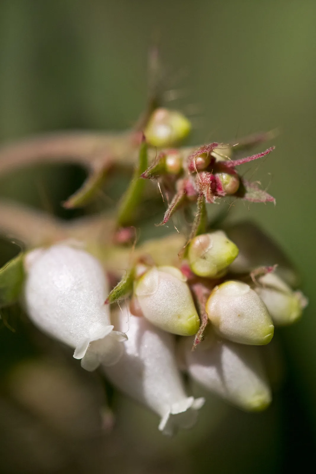 Hairy Manzanita