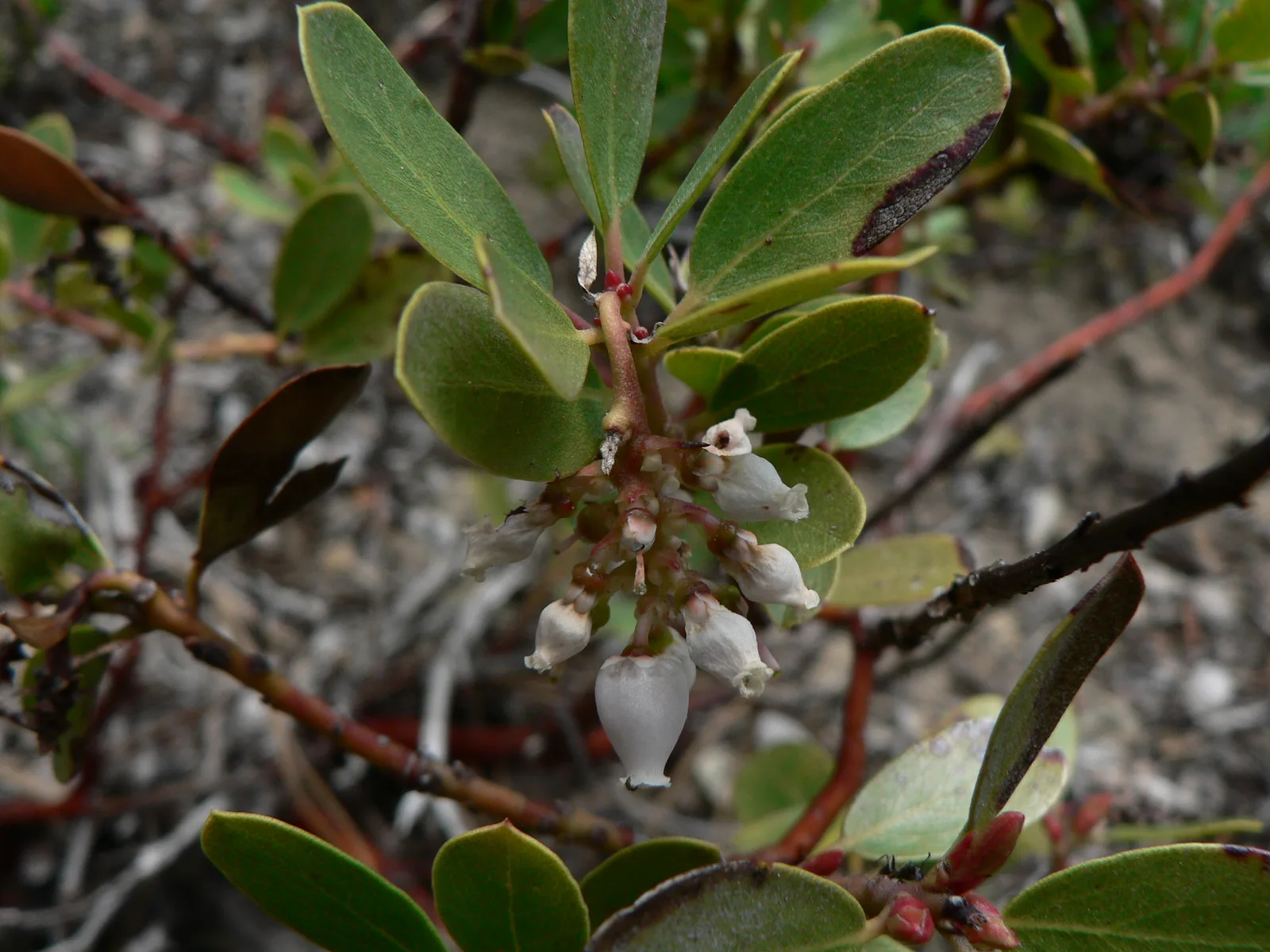 Pinemat Manzanita (Arctostaphylos nevadensis)