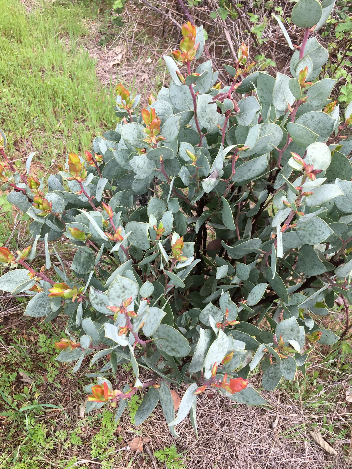Whiteleaf Manzanita