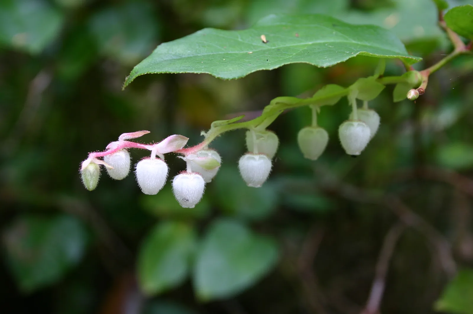 Salal (Gaultheria shallon)
