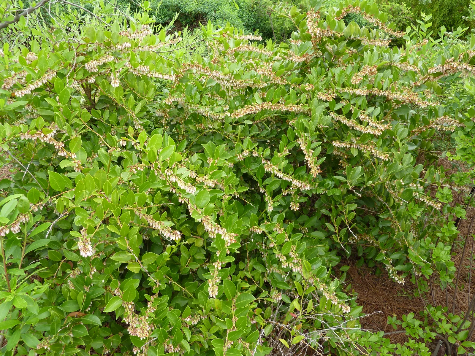 Fetterbush