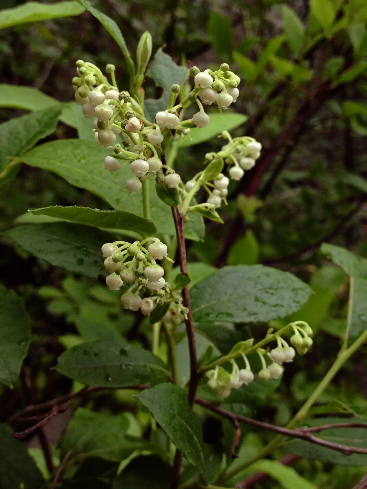 Maleberry