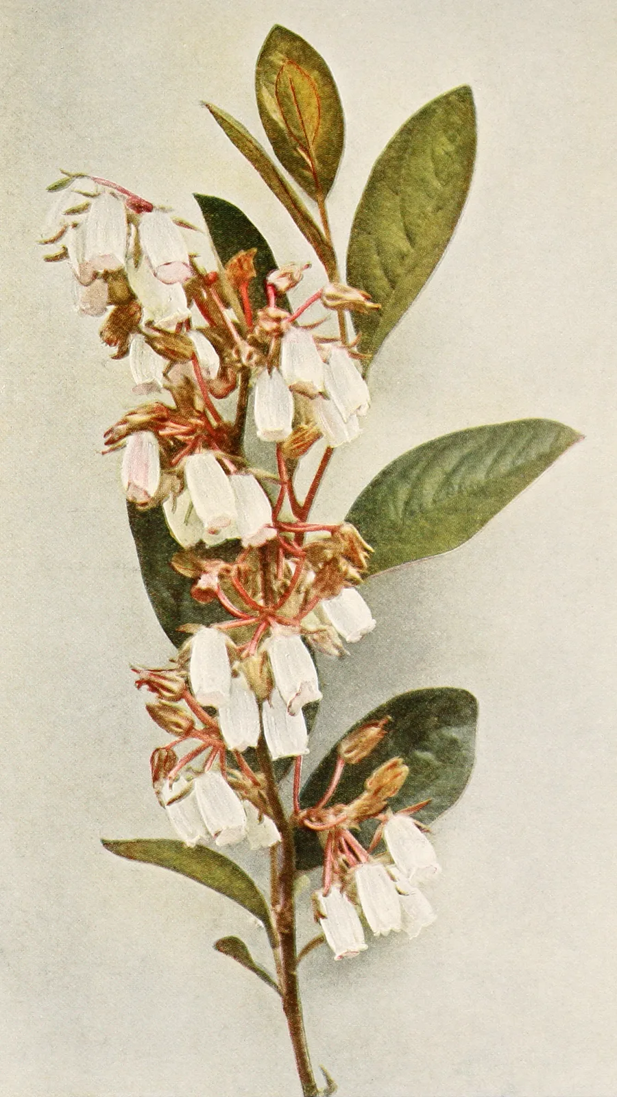 Staggerbush (Lyonia mariana)