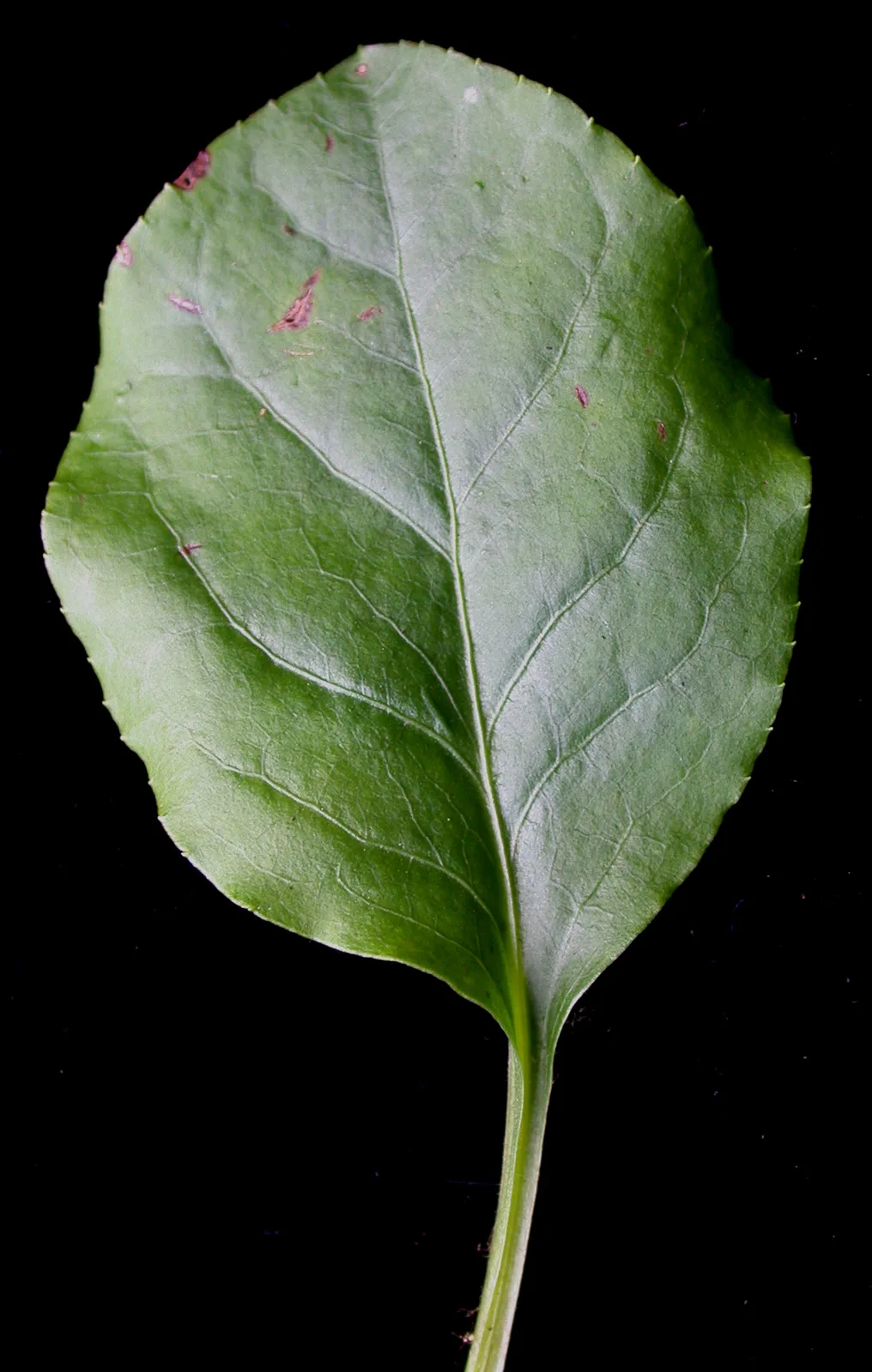 Shinleaf (Pyrola elliptica)