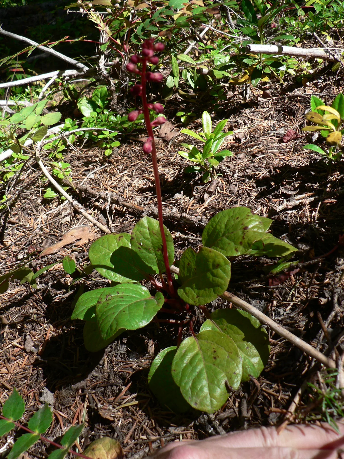 Pink Wintergreen (Pyrola asarifolia)