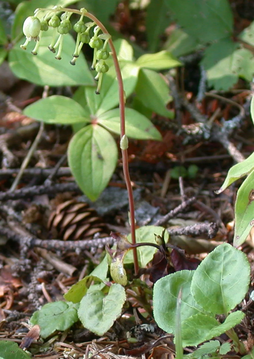 One-sided Wintergreen (Orthilia secunda)