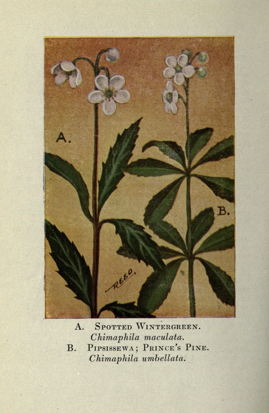 Pipsissewa (Chimaphila umbellata)