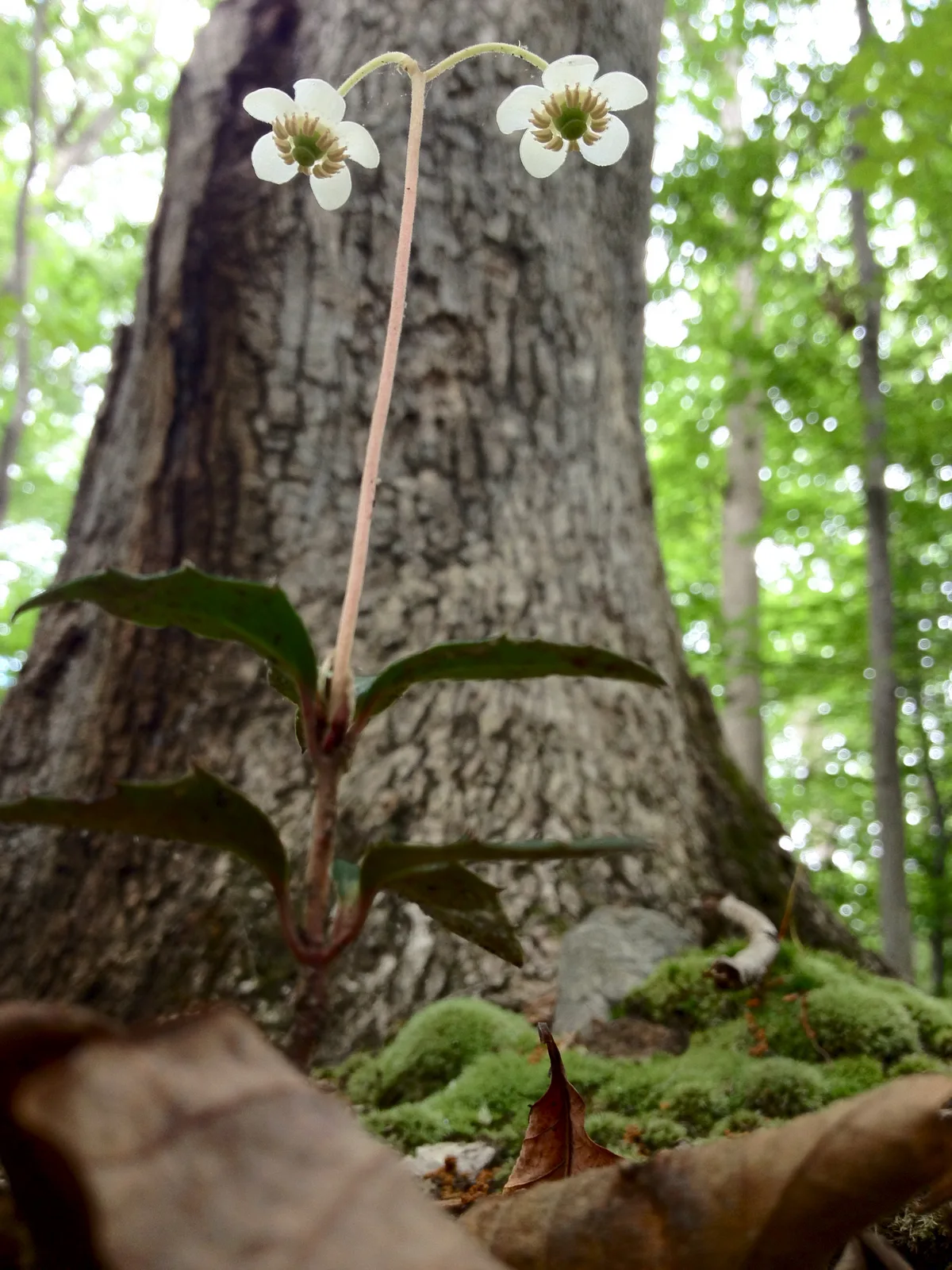 Spotted Wintergreen