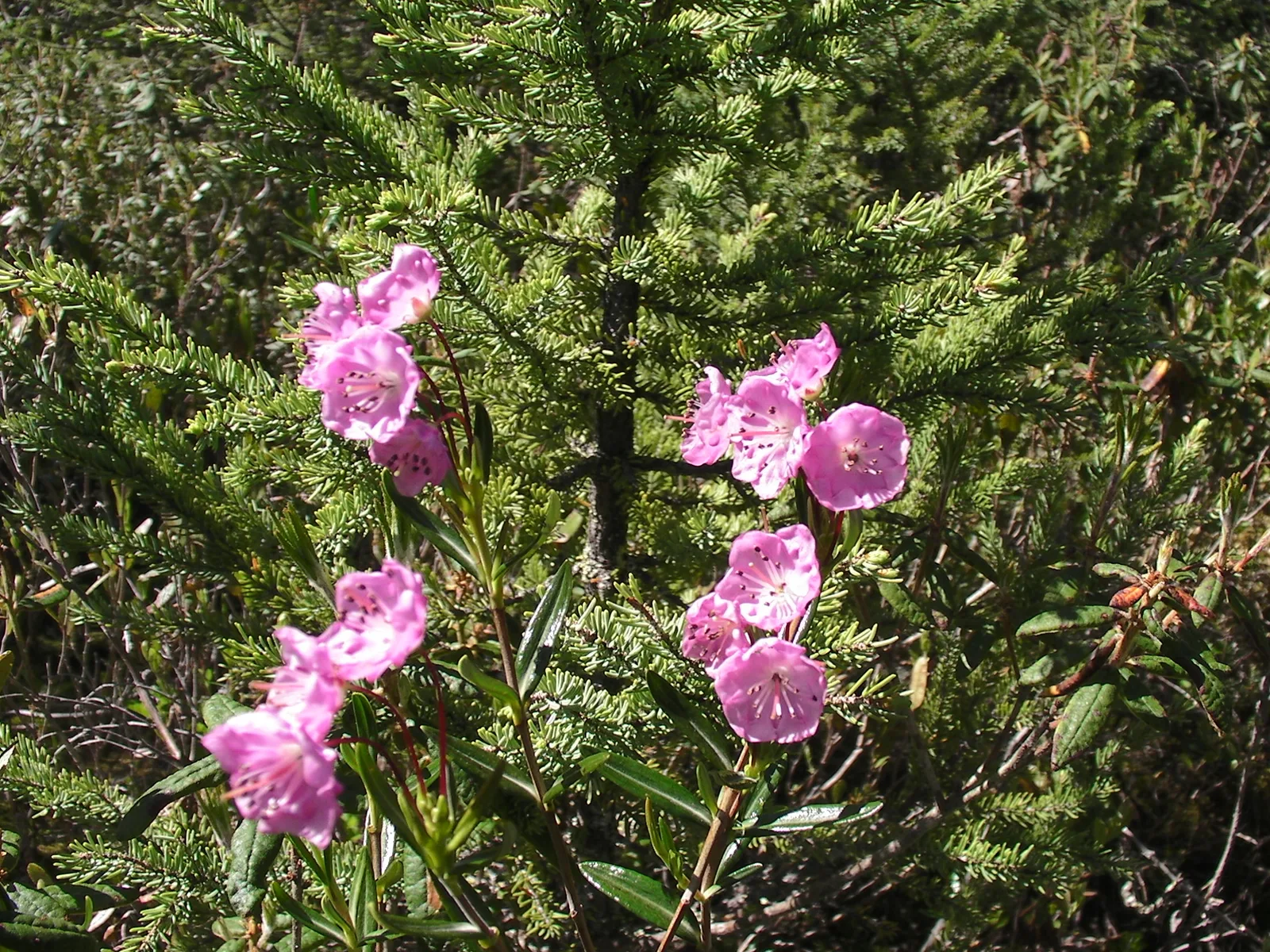 Bog Laurel (Kalmia polifolia)