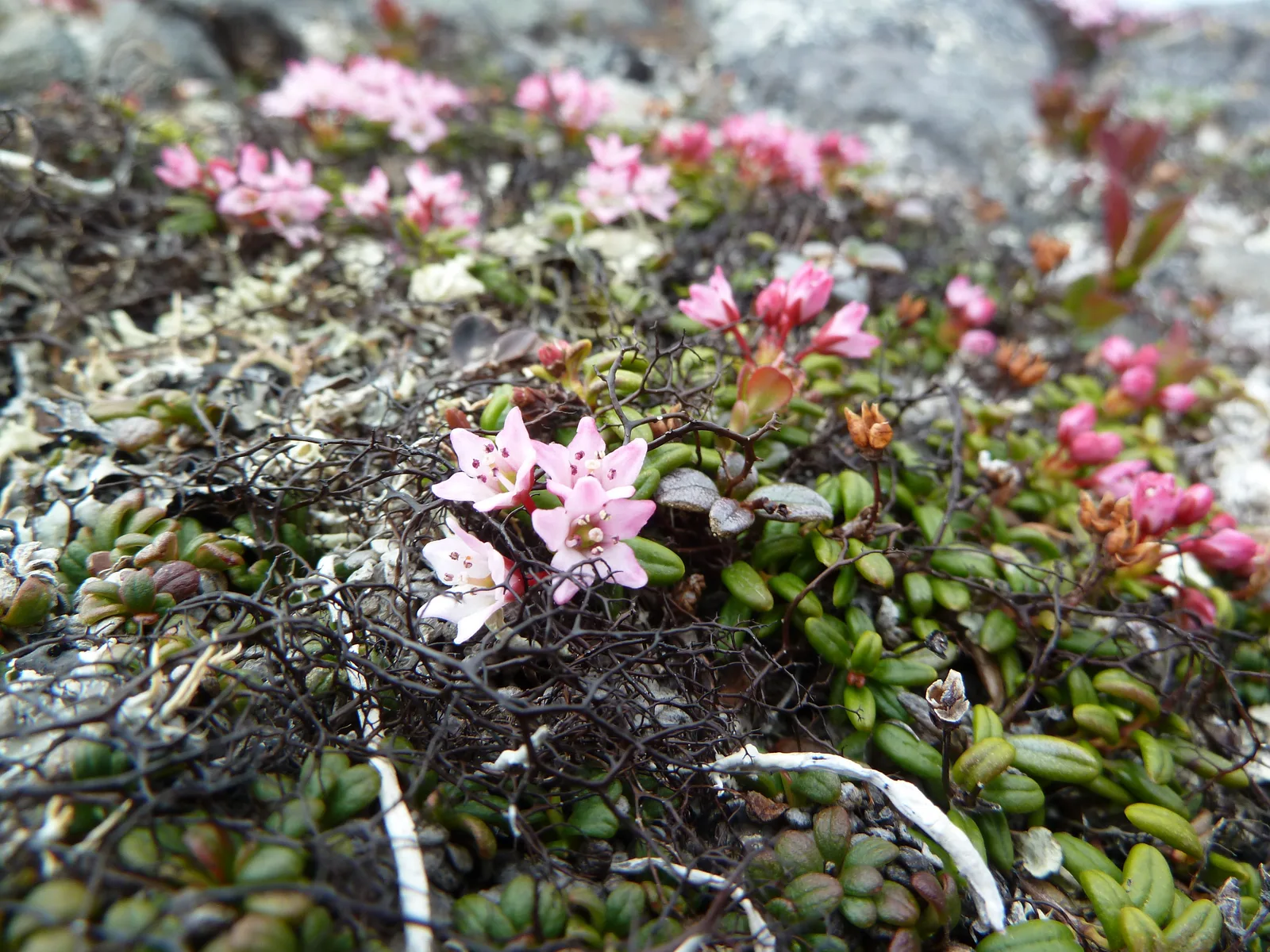 Alpine Azalea (Kalmia procumbens)