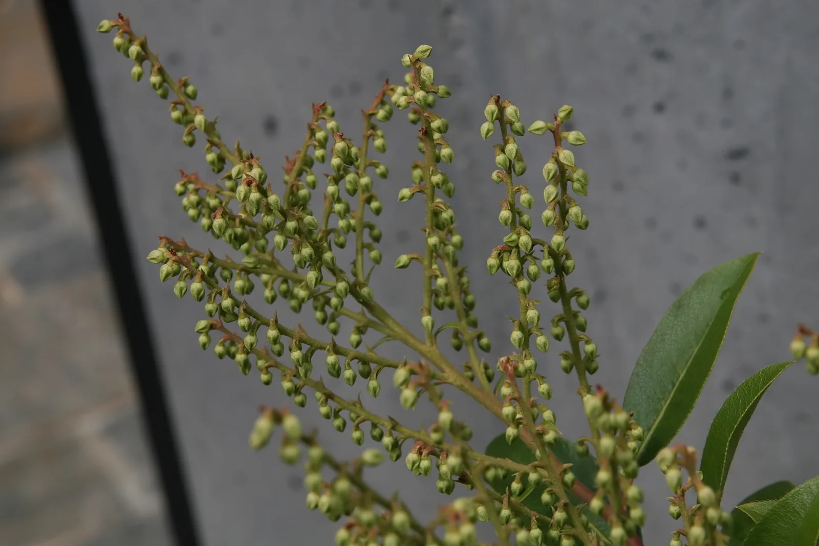 Mountain Andromeda (Pieris floribunda)