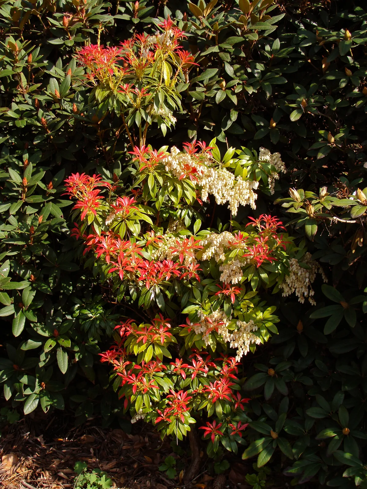 Himalayan Pieris (Pieris formosa)