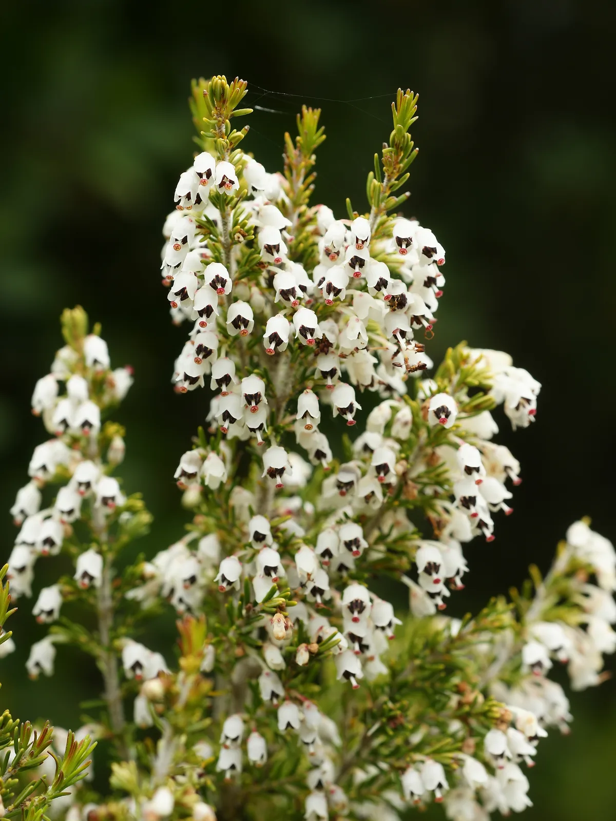 Tree Heath (Erica arborea)