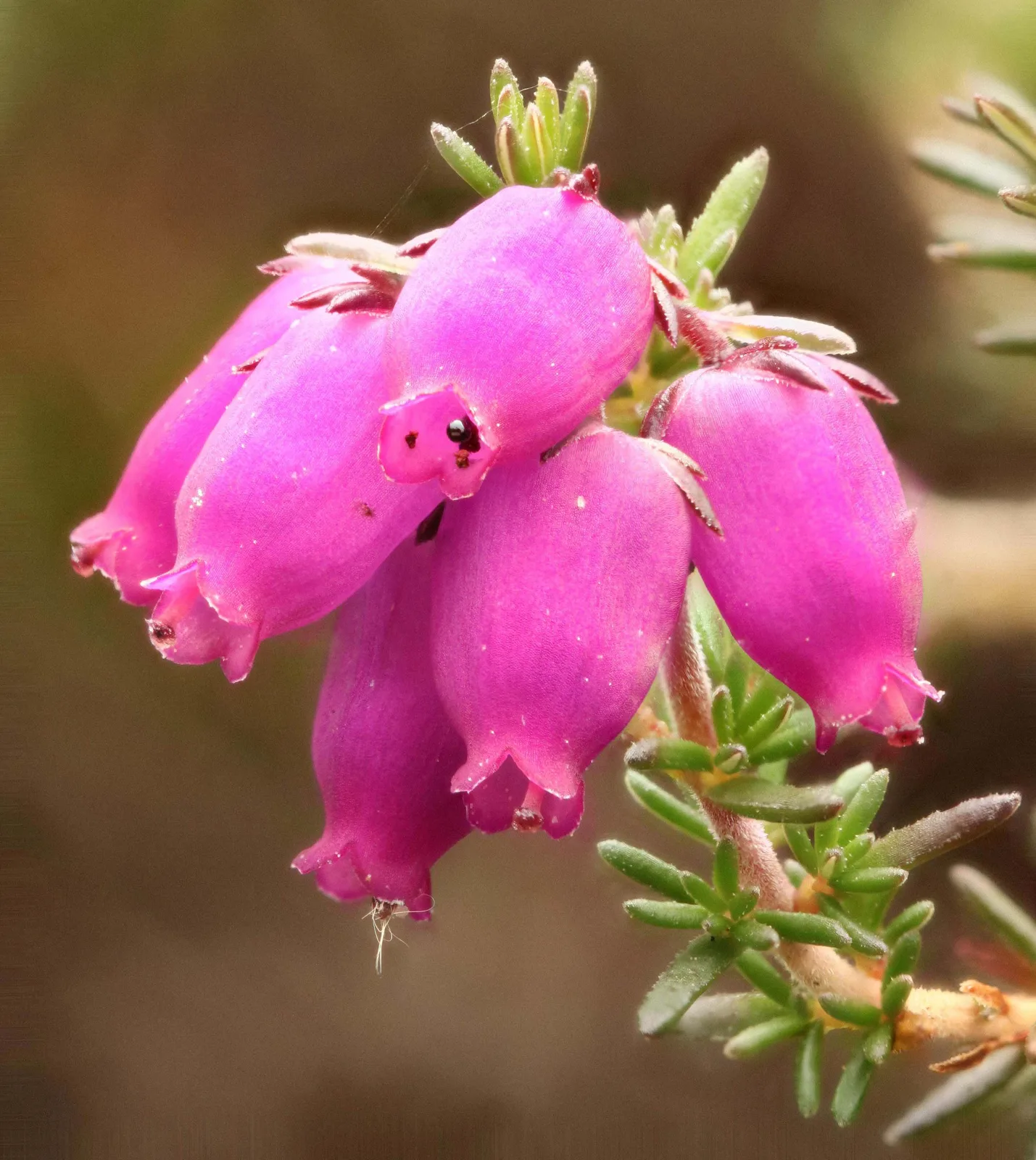 Bell Heather (Erica cinerea)
