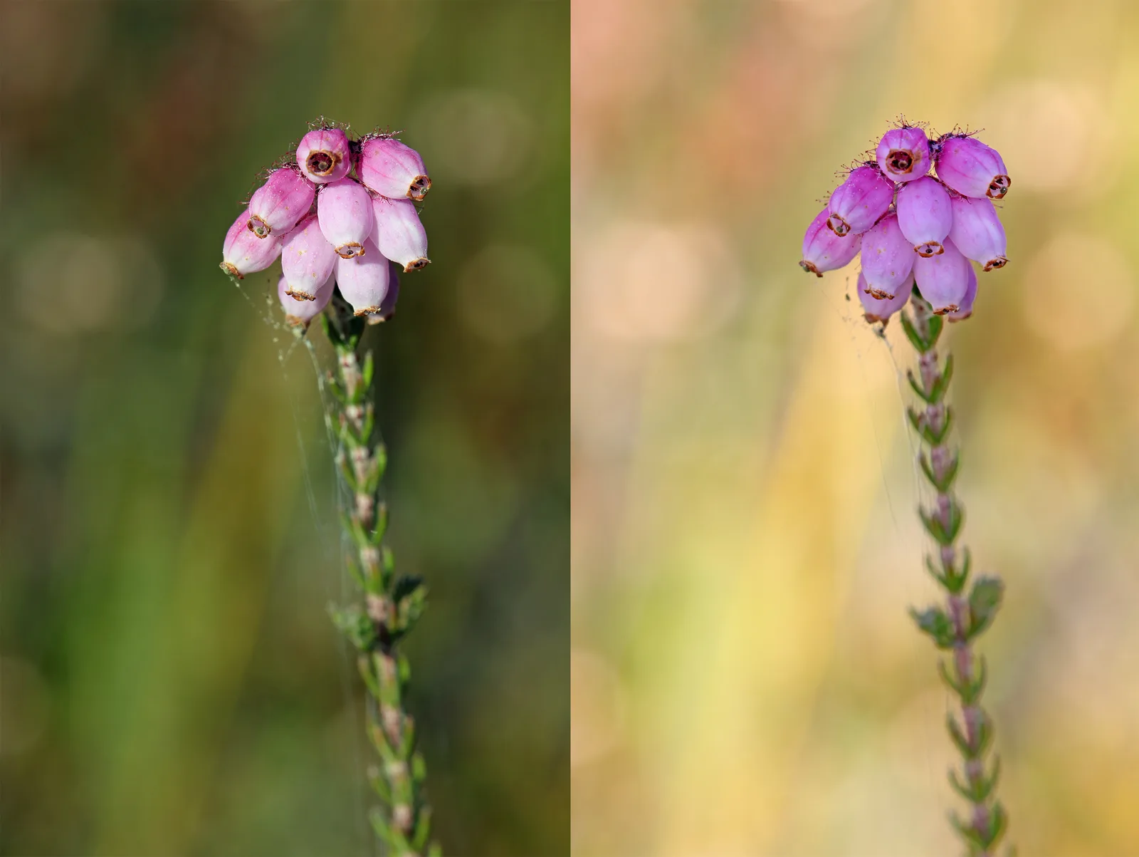 Cross-leaved Heath (Erica tetralix)