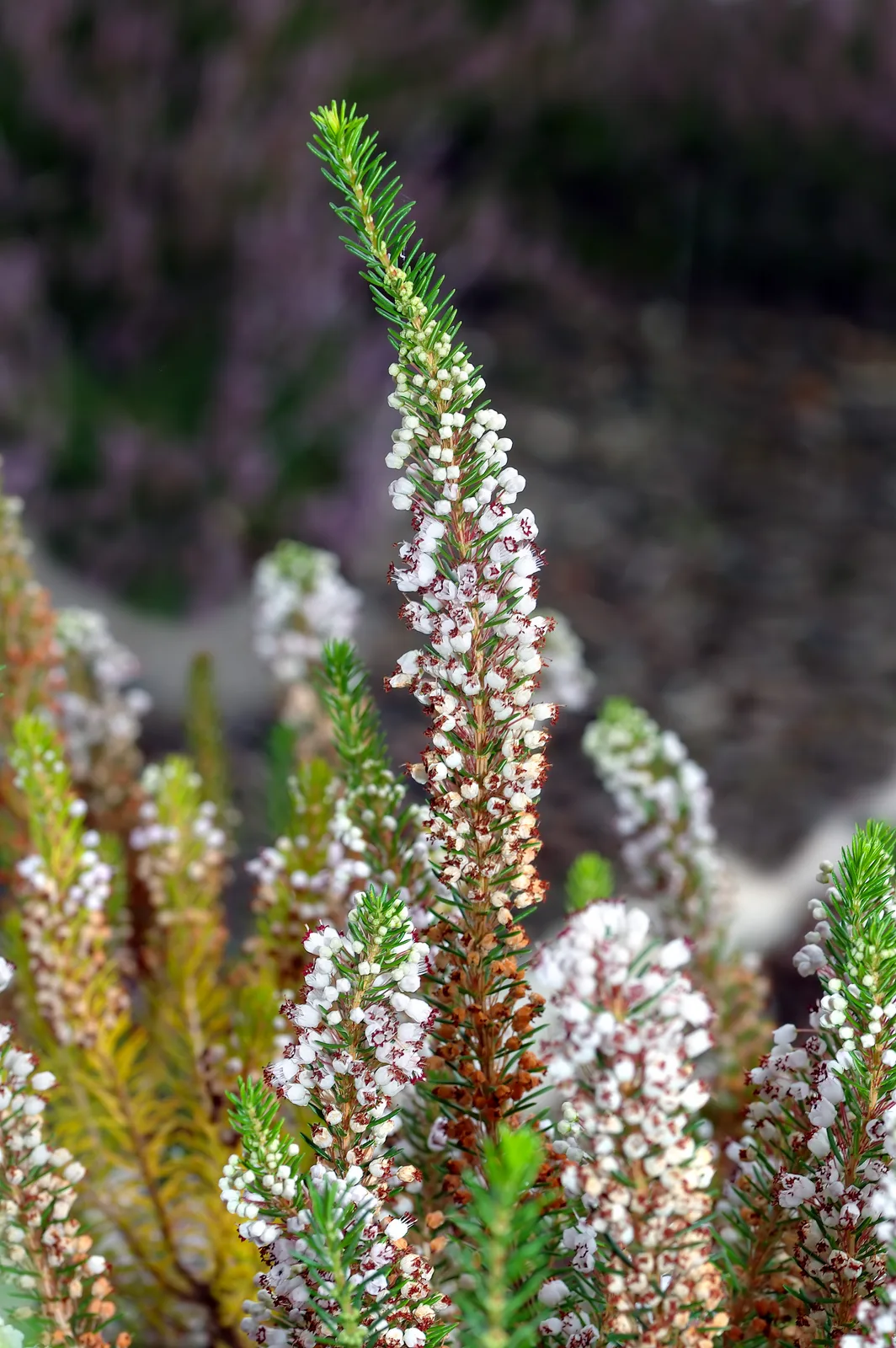 Cornish Heath (Erica vagans)