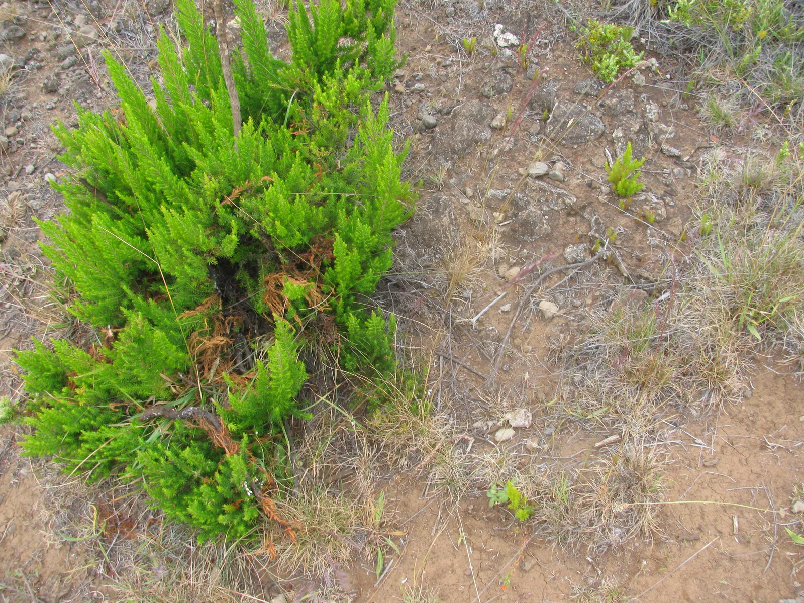 Spanish Heath