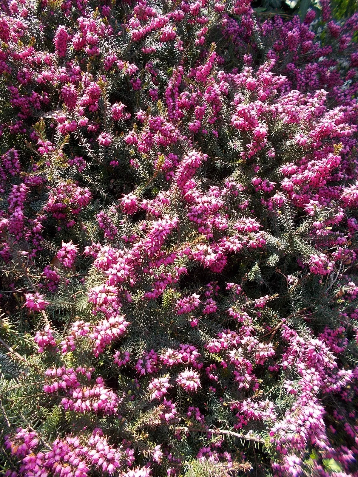 Winter Heath (Erica carnea)