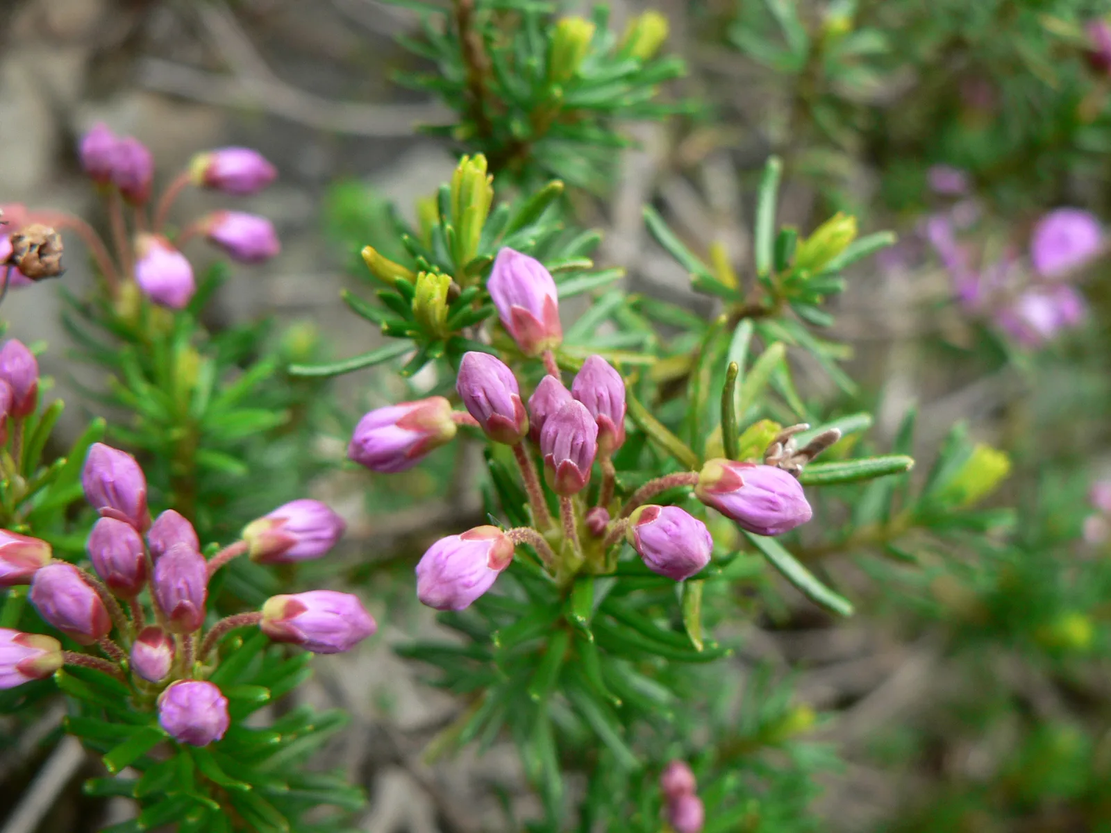 Pink Mountain Heath (Phyllodoce empetriformis)