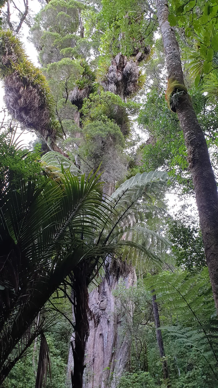 Northern Rata (Metrosideros robusta)