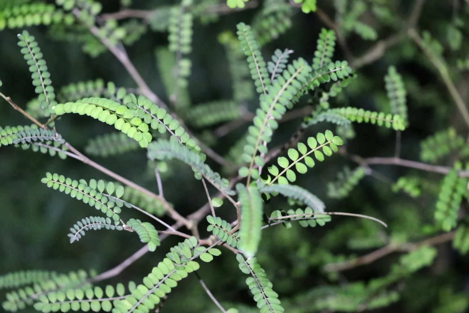Small-leaved Kowhai