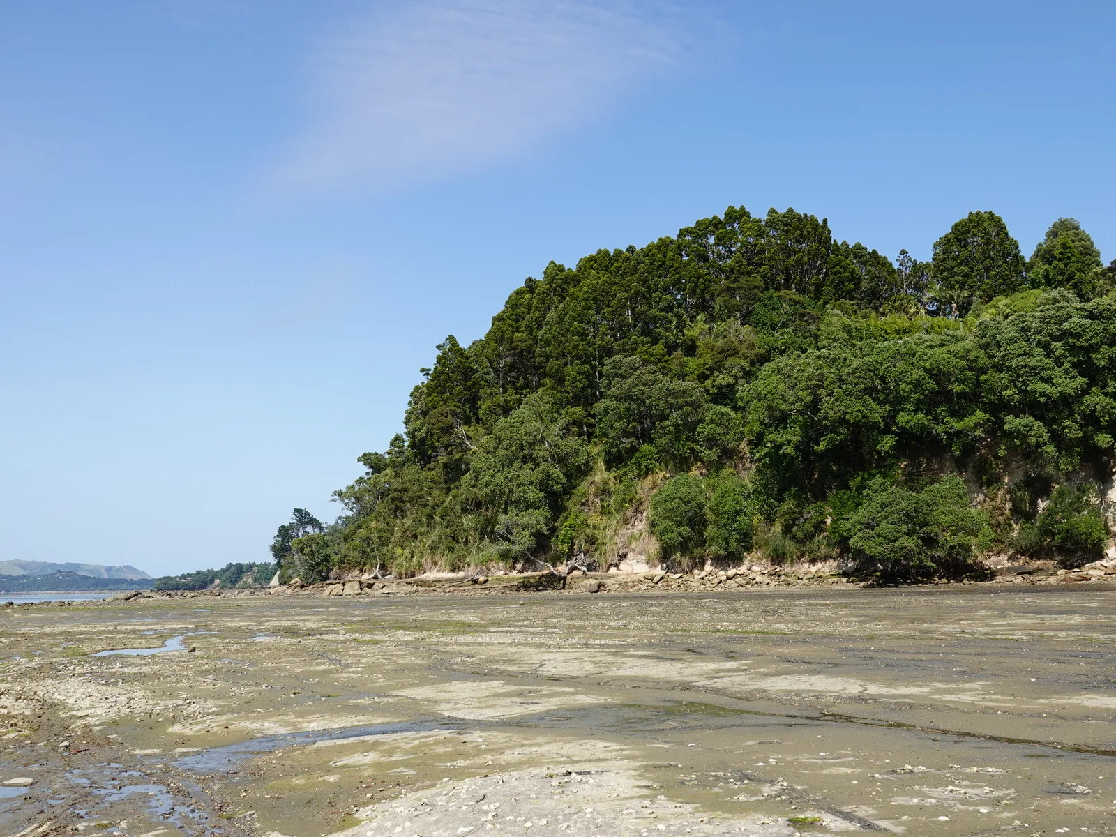Kauri (Agathis australis)