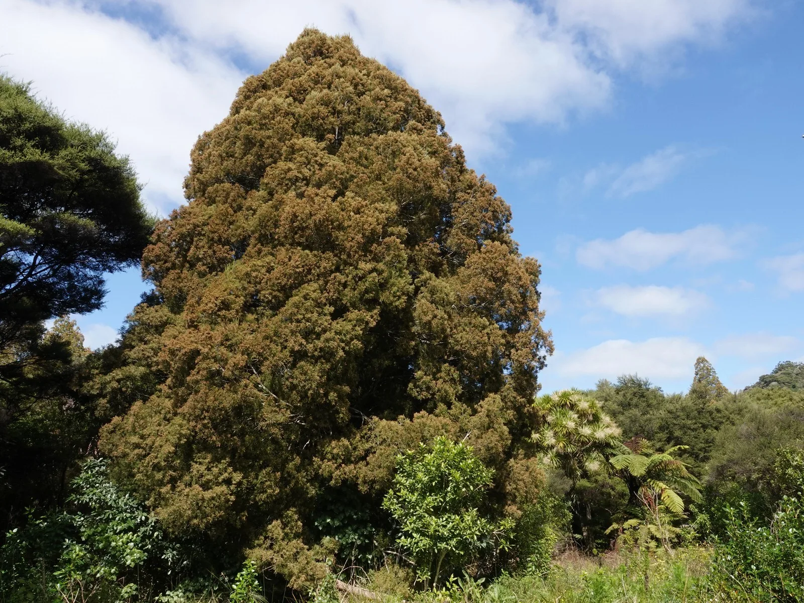 Kahikatea (Dacrycarpus dacrydioides)