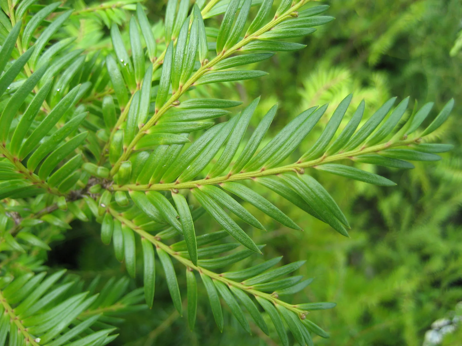 Miro (Prumnopitys ferruginea)