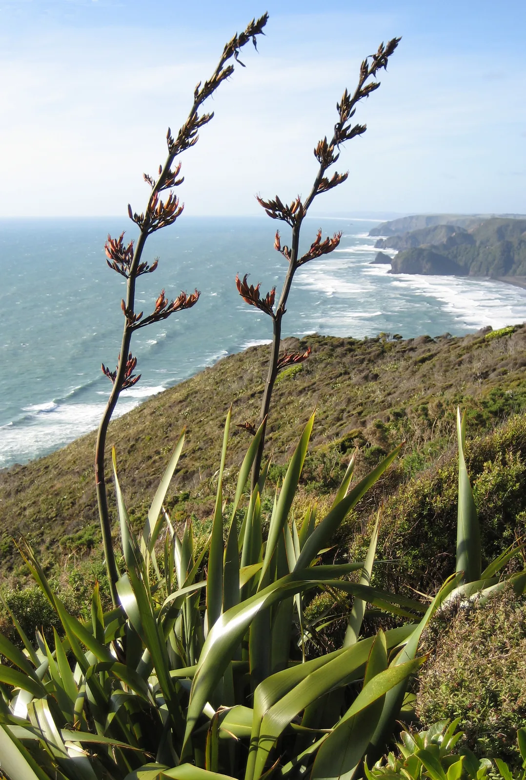 New Zealand Flax (Phormium tenax)