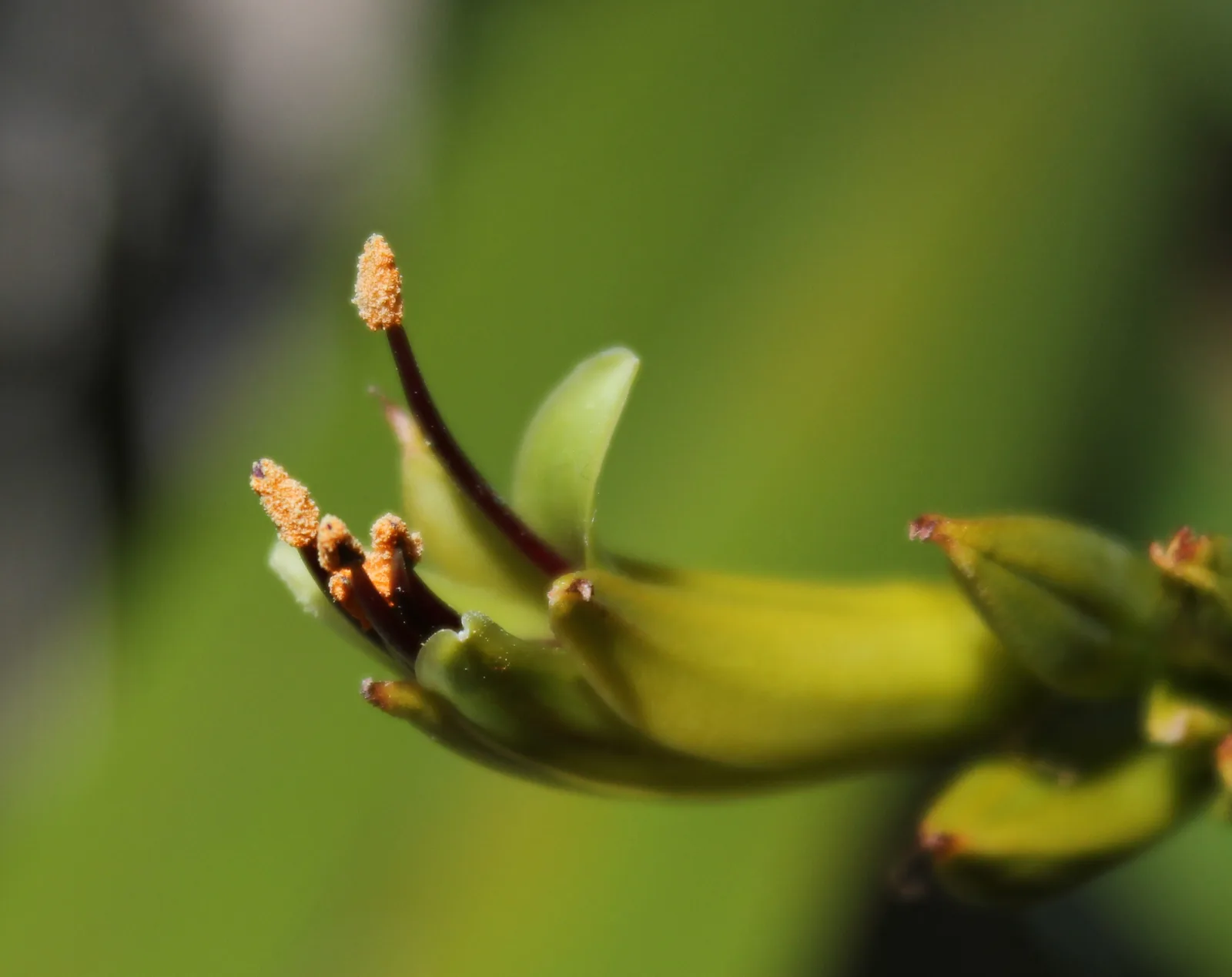 Mountain Flax (Phormium cookianum)