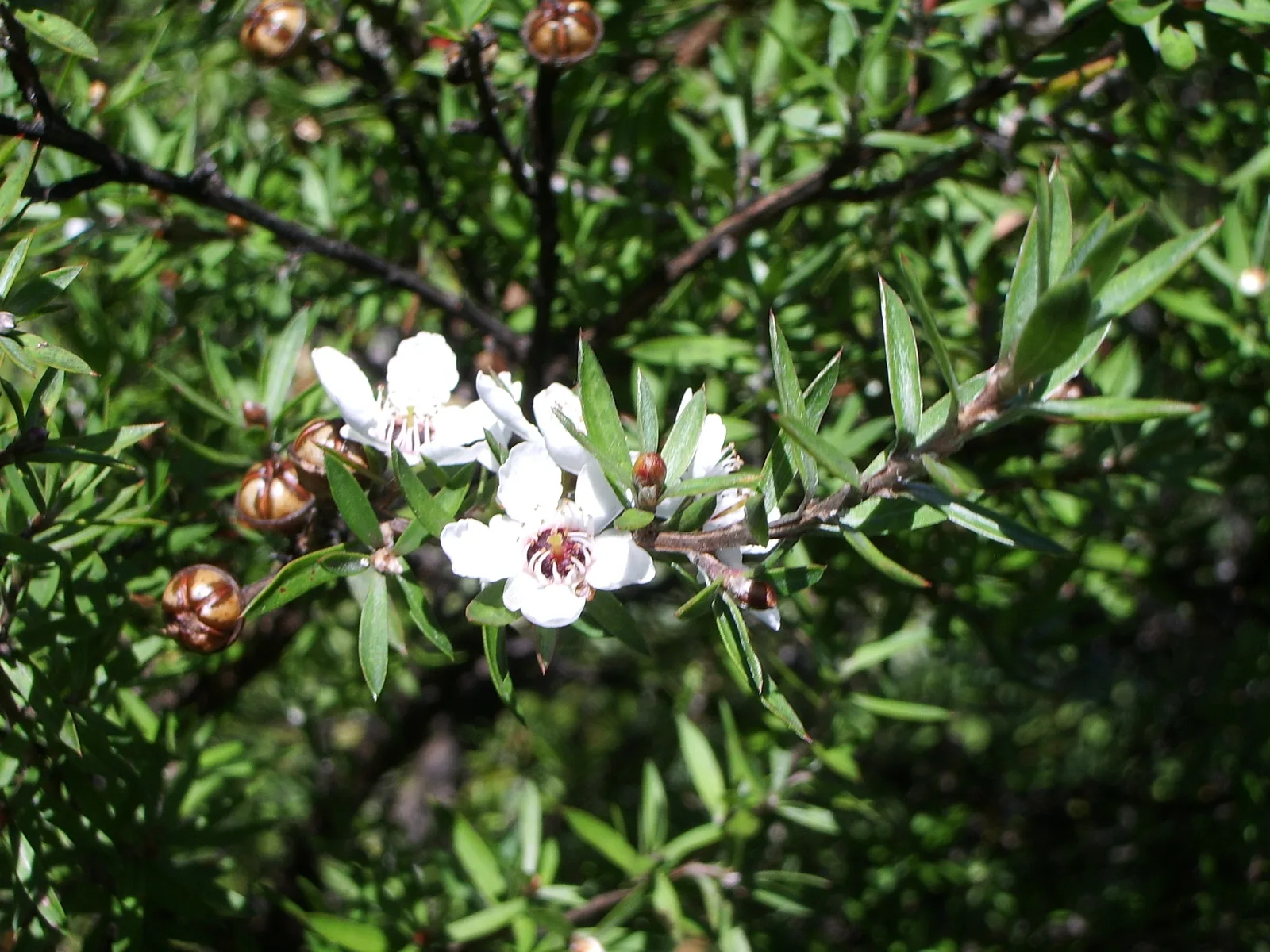 Manuka (Leptospermum scoparium)