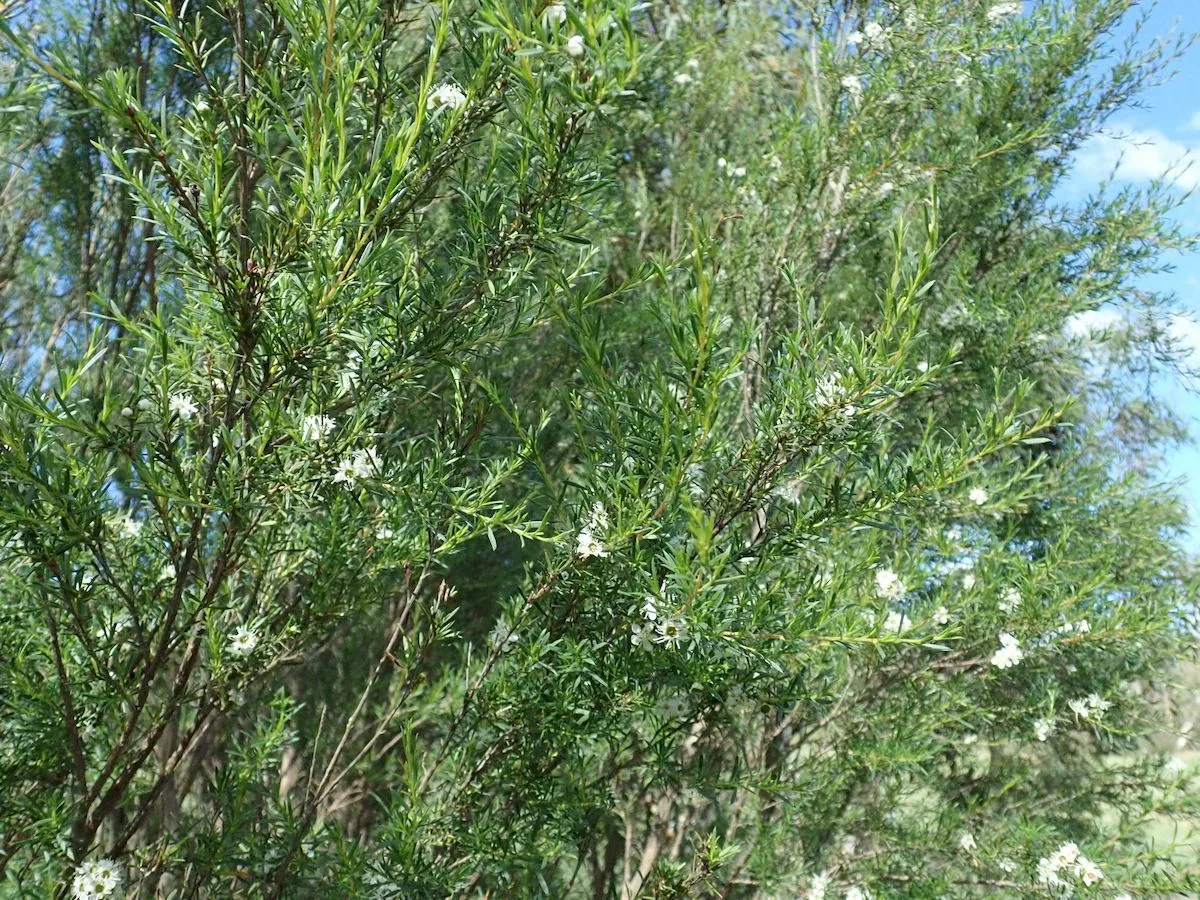 Kanuka (Kunzea ericoides)