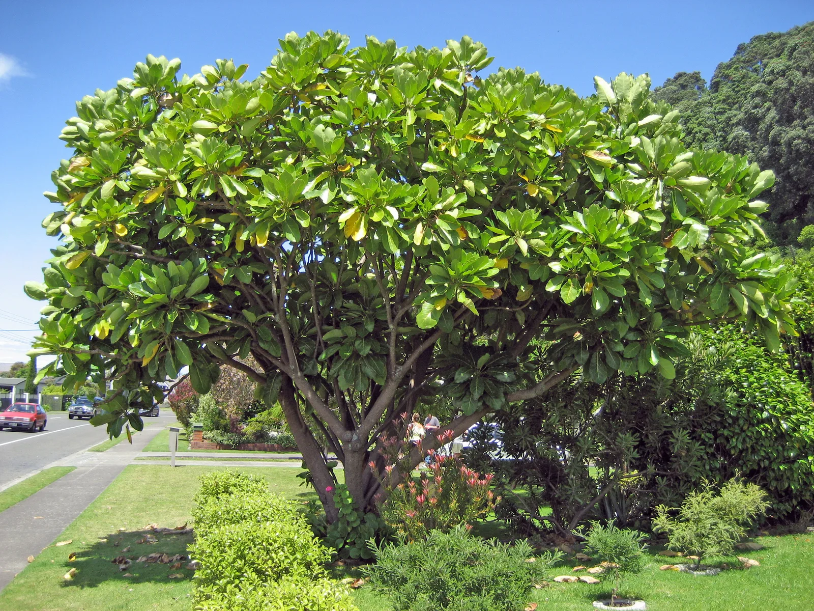 Puka